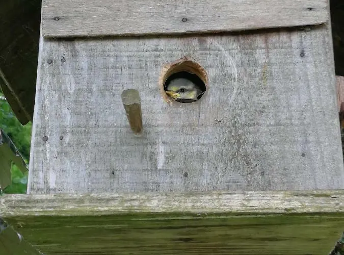 La Grange Aux Oiseaux *